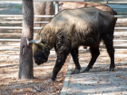 В зоопарке Ростова возобновили показательные кормления животных