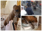В Ростове зоозащитники спасли собаку от 14-летнего живодера