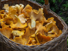 Двое жителей Ростовской области отравились грибами