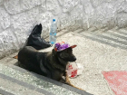 Известная всему Ростову собака-попрошайка сменила имидж и обрела защиту от солнца