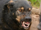 В Орловском районе на пятилетнего мальчика напала бешеная собака, которую спрятали от вакцинации  