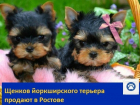 Милых щенков йоркширского терьера продают в Ростове