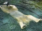 Любимый ростовчанами белый медведь Ёши умер в зоопарке Хабаровска