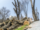 Сегодня в парке Ростова-на-Дону начали чудовищную вырубку многолетних деревьев 