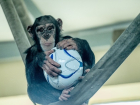 Ростовский зоопарк призывает отдать им футбольные мячи и получить подарки 