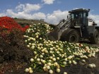 Четыре тонны свежих кабачков, ягод и цветной капусты уничтожили бульдозером под Ростовом
