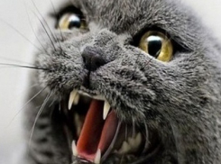 В Ростовской области бешеный кот напал на хозяев