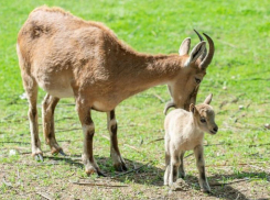 В ростовском зоопарке туры Топел и Ярив стали родителями