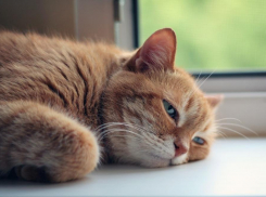 Из-за жары в Ростовской области объявлено штормовое предупреждение