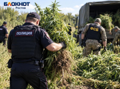Более 150 очагов конопли ликвидировали за 10 дней в Ростовской области 
