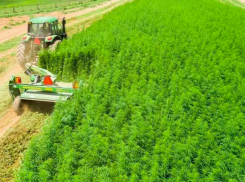 В Ростовской области начали легально выращивать коноплю