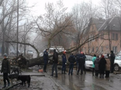 В Таганроге упавшее на дорогу дерево повредило машины 