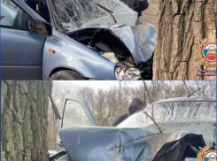 Пожилой водитель погиб, врезавшись в дерево в Ростовской области 