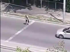 В Ростове храбрый водитель такси предотвратил «нашествие зомби»