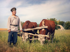Волы Гришка и Мишка из музея-заповедника М. А. Шолохова стали призерами Всероссийского конкурса