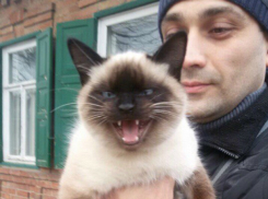 Агрессивного сиамского кота обнаружили на улице в Ростове