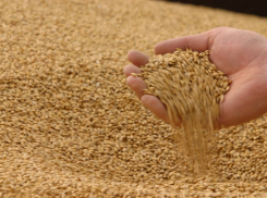 В Ростовской области задержали три тонны зерна подозрительного качества