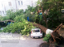 Огромное дерево раздавило автомобиль в Ростове