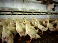 Имущество «Донстар» в Ростовской области выставят на торги за 2,3 млрд руб