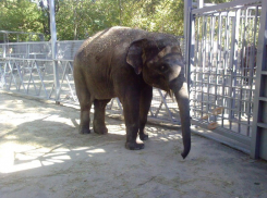 В зоопарке Ростова показательно покормят слонов