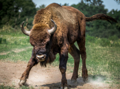Разъяренный бык растерзал командира воинской части в Ростовской области