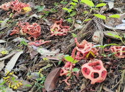 В Ростовской области за сбор редких грибов начнут сажать в тюрьму на четыре года