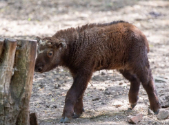 Маленькому Такину из ростовского зоопарка выбрали имя