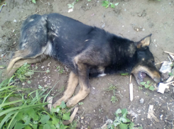 Догхантеры начали массовую травлю собак на окраине Ростова