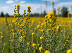 Высокий уровень пыльцы амброзии сохранится в Ростовской области
