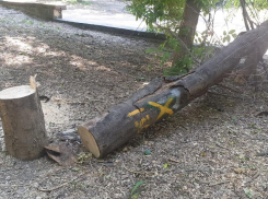 Правила охраны зеленых насаждений хотят изменить в Ростове-на-Дону