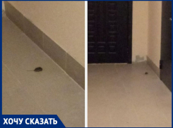 Многоэтажку в Левенцовке атаковали мыши