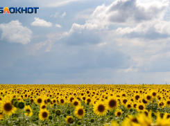 Жара до +37 градусов ожидается в Ростове 9 августа