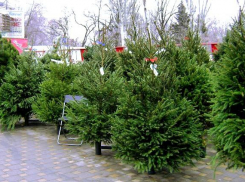 Четыре новогодние ярмарки и 33 елочных базара откроются в Ростове в декабре