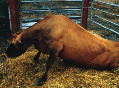 В Ростовской области выявили случай бешенства у коровы