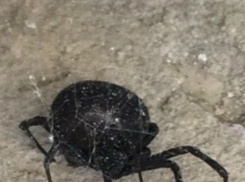 Очень беременная «черная вдова» вызвала ужас и панику у жителей Ростова