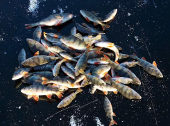 Основной проблемой донского рыболовства стала низкая зарплата