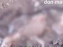 Под Таганрогом нашли десятки мертвых собак возле центра для животных 