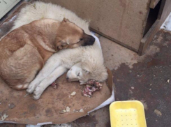 Предсмертные мучения щенков попытались устроить жестокие ростовчане