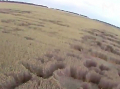 Загадочные иероглифы «внеземного» происхождения в полях под Ростовом показали на видео