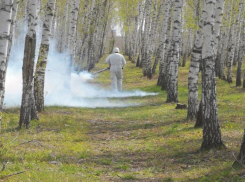 Зоны отдыха в Ростове обработали от клещей и комаров