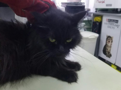 В Ростове кошка заболела коронавирусом