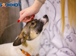 Чтобы прогулка была в радость: как ростовчанам защитить собак от травм зимой