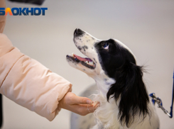 В Ростовской области  введут новые штрафы за нарушение правил содержания домашних животных