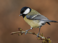 Праздник для маленьких помощников: почему ростовским садоводам стоит помогать птицам зимой