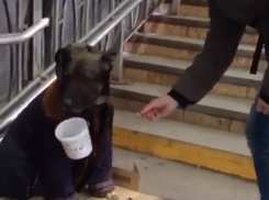 Измученную голодом и нуждой собаку-попрошайку сострадательные ростовчане сняли на видео 