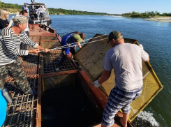 В начале июля в Дон выпустят 1,3 миллиона мальков осетра