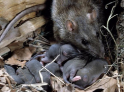 Руководство донского поселения отказывается бороться с грызунами