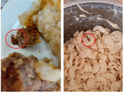 Прокуратура подтвердила, что малышей в детском саду Ростова кормили едой с тараканами