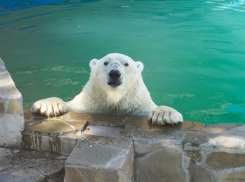 Ростовчан беспокоит состояние белого медведя в зоопарке 