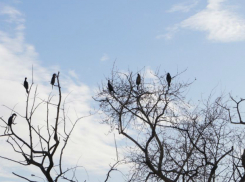 Невиданные птицы «захватили» огромное дерево у реки в Ростове и озадачили горожан